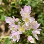 Allium roseum Fleur