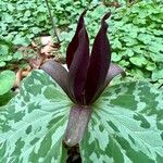 Trillium cuneatum Virág