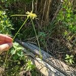 Cyperus strigosus Lehti