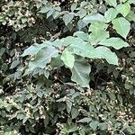 Lonicera lanceolata Hoja