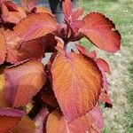 Plectranthus scutellarioides 葉