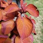 Coleus scutellarioides Leht