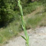 Linum strictum Bark