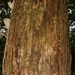 Manilkara bidentata Corteza