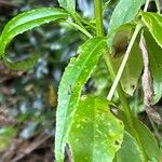 Rubia fruticosa Hoja