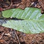 Chrysophyllum lucentifolium Hoja