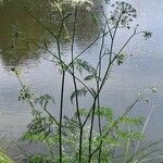 Peucedanum palustre Feuille