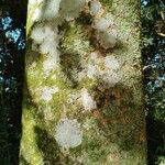 Parinari excelsa Casca