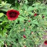 Potentilla thurberi Flower