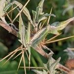 Xanthium spinosum Blatt