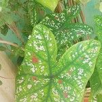 Caladium bicolor पत्ता