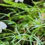 Heliosperma pusillum 花