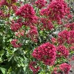 Centranthus ruberFloare