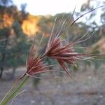 Themeda triandra 花