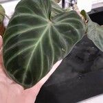 Philodendron verrucosum Blad