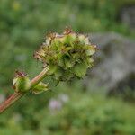 Sanguisorba diandra ᱛᱟᱦᱮᱸ