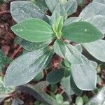 Peperomia flexicaulis Leaf