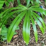 Rhapidophyllum hystrix Fuelha