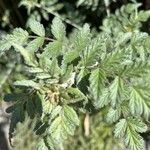 Rubus thibetanus Hoja