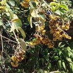 Cordia africana Kukka