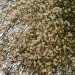 Retama monosperma 花