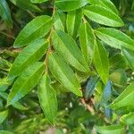 Vaccinium ovatum Leaf