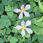 Isopyrum anemonoides Flor