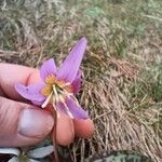 Erythronium dens-canis Flor