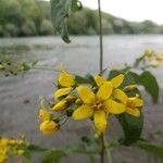 Lysimachia vulgarisFlower