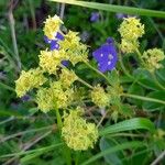 Alchemilla alpina Flower