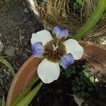 Neomarica gracilis Çiçek