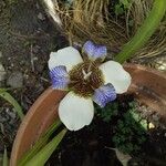 Neomarica gracilis 花