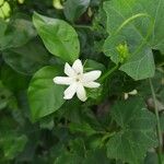 Jasminum sambacBloem