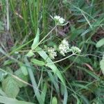 Valeriana locustaFlower