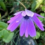 Anemone hortensisFlower