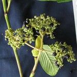 Psychotria mortoniana