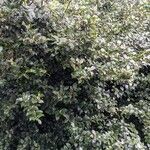 Ilex meserveae Hábitos