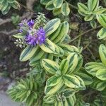 Veronica × franciscana Flower