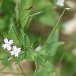 Epilobium roseum Fuelha