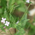 Epilobium roseum Leaf