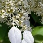 Schizophragma hydrangeoides Flower