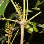 Alfaroa guanacastensis 树皮