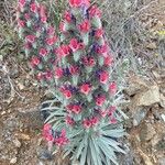 Echium albicans Flor