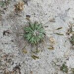 Plantago coronopusبرگ