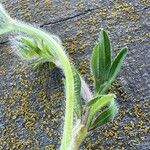 Ranunculus bulbosus Leht