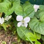 Viola striata Flor