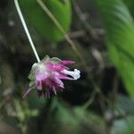 Sabicea calycina Flor