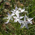 Amsonia grandiflora Lorea