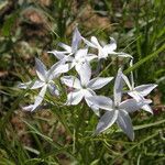 Amsonia grandiflora Кветка