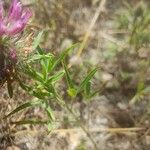 Trifolium purpureum Liść